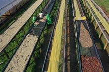 Charger l'image dans la galerie, KENYA - Micro Lot - Terroir de Nandi Hills