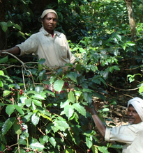 Charger l'image dans la galerie, INDE Cherry -100% Robusta