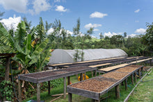 Charger l'image dans la galerie, KENYA - Micro Lot - Terroir de Nandi Hills
